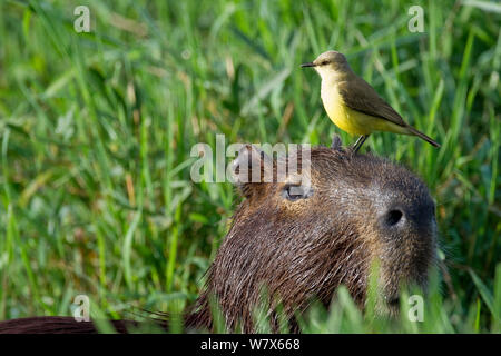 Vieh Tyrann (Machetornis rixosa) thront Capybara (Hydrochoerus hydrochaeris), Mato Grosso, Pantanal, Brasilien. Juli. Stockfoto