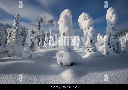 Koniferen, und beugen Sie sich unter dem Gewicht des Schnees, Kuusamo, Finnland. Februar 2011. Stockfoto