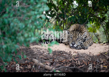 Jaguar (Panthera onca) ruht auf einem schattigen Flussufer, Mato Grosso, Pantanal, Brasilien. August. Stockfoto