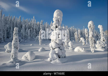 Nadelbaumbaum Bücken unter dem Gewicht des Schnees, Kuusamo, Finnland. Februar. Stockfoto