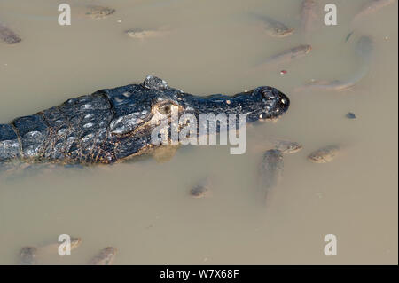 Spectacled Kaimane (Caiman crocodilus) Jagd in flachen Gewässern, Mato Grosso, Pantanal, Brasilien. Juli. Stockfoto