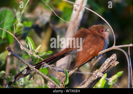 Eichhörnchen Kuckuck (Piaya cayana) in einem Baum gehockt, Mato Grosso, Pantanal, Brasilien. August. Stockfoto