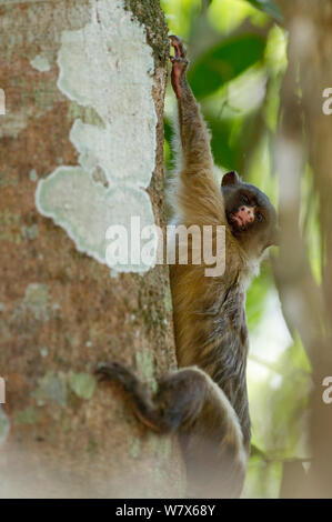 Schwarz-tailed Krallenaffen (Mico Melanurus) hängend, Mato Grosso, Pantanal, Brasilien. Juli. Stockfoto