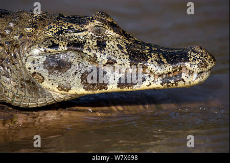 Spectacled Caiman crocodilus Caiman liegend auf River Bank in Cano