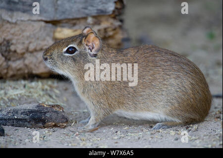 Brasilianische Meerschweinchen (Cavia aparea) Piaui, Brasilien Juli. Stockfoto