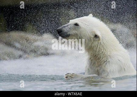 Eisbär (Ursus maritimus) schütteln das Wasser aus seinem Fell, Svalbard, Norwegen. Juli. Stockfoto