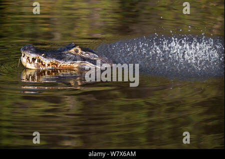 Spectacled Kaimane (Caiman crocodilus) in räumlicher Darstellung, Mato Grosso, Pantanal, Brasilien. August. Stockfoto