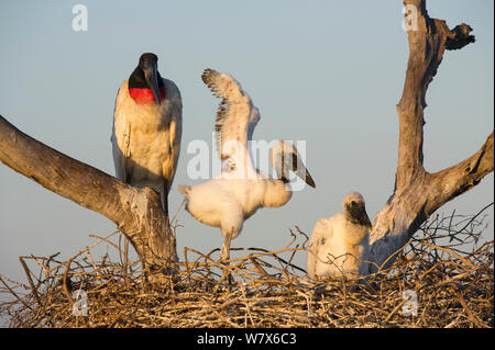 Jabiru (Jabiru mycteria) Erwachsene im Nest mit zwei Küken, Mato Grosso, Pantanal, Brasilien. Juli. Stockfoto