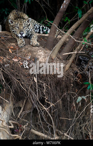 Jaguar (Panthera onca) ruht auf einem schattigen Flussufer, Mato Grosso, Pantanal, Brasilien. August. Stockfoto