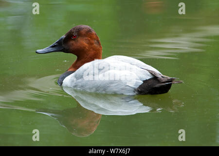 Duck (Aythya valisineria Canvasback), männlich. Gefangen. Tritt in Nordamerika. Stockfoto