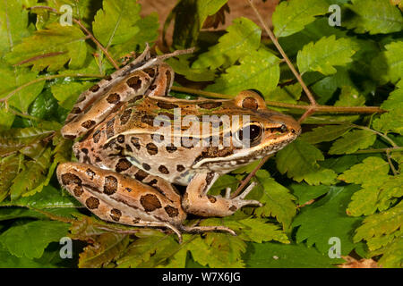 Florida Leopard frog (Lithobates sphenocephalus sphenocephalus) kontrollierten Bedingungen. West Florida, USA, März. Stockfoto