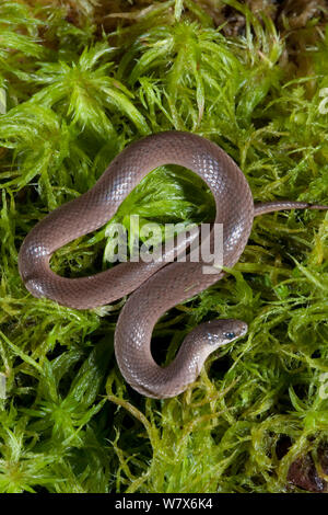 Glatte Masse Schlange (Virginia valeriae), Bedingungen gesteuert. North West Florida, USA, April. Stockfoto