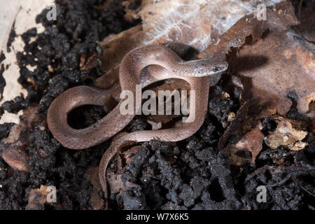 Glatte Masse Schlange (Virginia valeriae), North West Florida, USA, Mai. Stockfoto