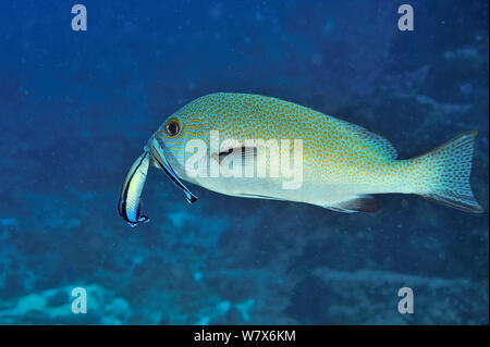 Lemonfish/Gold-gepunktete Süsslippen (Plectorhinchus flavomaculatus) durch zwei Bluestreak cleaner wrasse (Labroides dimidiatus), Küste von Dhofar und Hallaniyat Islands, Oman gereinigt. Arabische Meer. Stockfoto