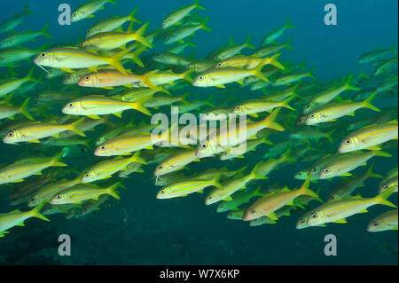 Schule für Gelbflossenthun Meerbarben (Mulloidichthys vanicolensis), Küste von Dhofar und Hallaniyat Islands, Oman. Arabische Meer. Stockfoto