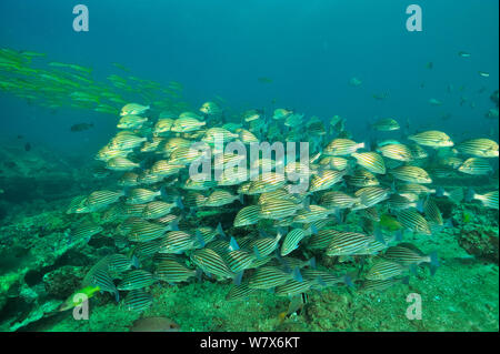 Schule der Bronzestriped Grunzen (pomadasys Taeniatus) und eine Schule für Gelbflossenthun Meerbarben (Mulloidichthys vanicolensis) im Hintergrund, Küste von Dhofar und Hallaniyat Islands, Oman. Arabische Meer. Stockfoto