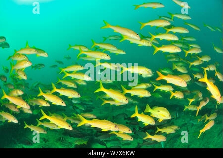 Schule für Gelbflossenthun Meerbarben (Mulloidichthys vanicolensis), Küste von Dhofar und Hallaniyat Islands, Oman. Arabische Meer. Stockfoto