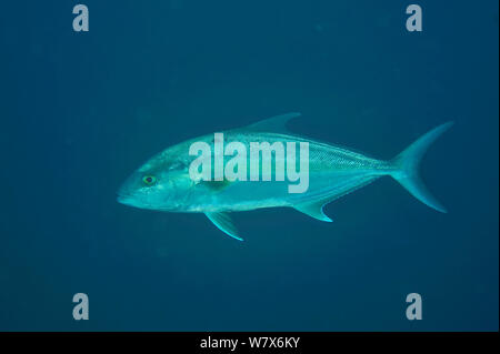 Große Bernsteinmakrele (Seriola dumerili) Schwimmen im offenen Wasser, Küste von Dhofar und Hallaniyat Islands, Oman. Arabische Meer. Stockfoto