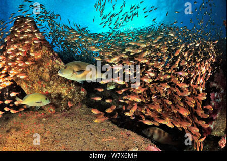 Schule der Gelben Kehrmaschinen/Glassfish (Parapriacanthus ransonneti/guentheri) am Riff mit Lemonfish/Gold-gepunktete Süsslippen (Plectorhinchus flavomaculatus), Küste von Dhofar und Hallaniyat Islands, Oman. Arabische Meer. Stockfoto