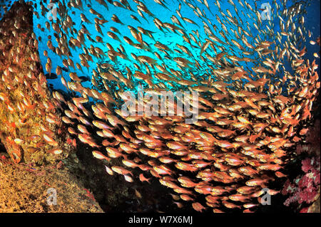 Schule der Gelben Kehrmaschinen/Glassfish (Parapriacanthus ransonneti/guentheri) am Riff mit Lemonfish/Gold-gepunktete Süsslippen (Plectorhinchus flavomaculatus), Küste von Dhofar und Hallaniyat Islands, Oman. Arabische Meer. Stockfoto