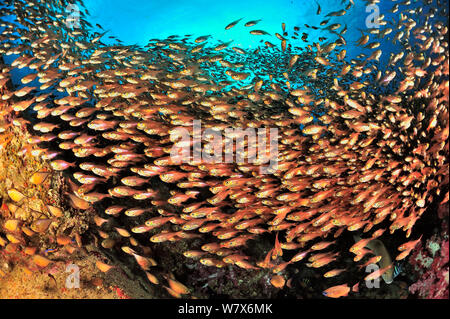 Schule der gelben Kehrmaschinen/Glassfish (Parapriacanthus ransonneti/guentheri) am Riff, Küste von Dhofar und Hallaniyat Islands, Oman. Arabische Meer. Stockfoto