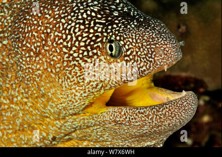 Nahaufnahme der Kopf einer Yellowmouth/Sternenhimmel, Moray, (Gymnothorax nudivomer) mit offenem Mund, Küste von Dhofar und Hallaniyat Islands, Oman. Arabische Meer. Stockfoto