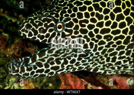Nahaufnahme der Kopf einer Bienenwabe Moray (Gymnothorax favagineus), Küste von Dhofar und Hallaniyat Islands, Oman. Arabische Meer. Stockfoto