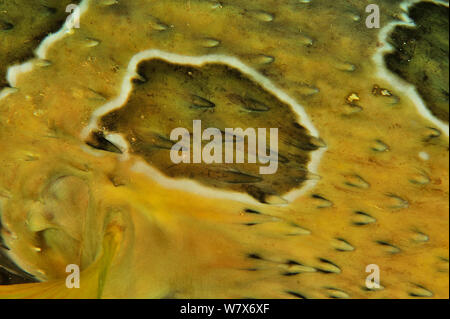 Diodon liturosus porcupinefish (maskiert) Detail der Brustflosse, Küste von Dhofar und Hallaniyat Islands, Oman. Arabische Meer. Stockfoto