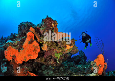 Taucher über das Riff mit Elephant ear Schwämme (Agelas clathrodes), San Salvador Island/Colombus Island, Bahamas. Karibik. Juni 2013. Stockfoto