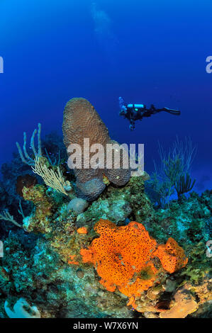 Taucher über das Riff mit Karibischen Meer Peitschen (Plexaura homomalla), Elephant ear Schwamm (Agelas clathrodes) und ein grosser Stern Coral (Montastraea cavernosa), San Salvador Island/Colombus Island, Bahamas. Karibik. Juni 2013. Stockfoto