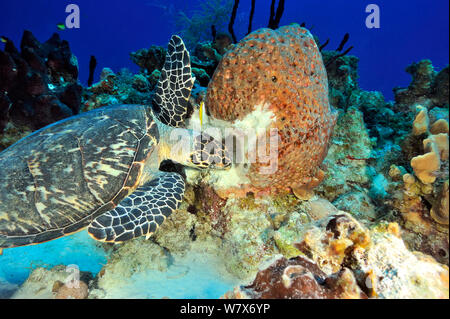 Karettschildkröte (Eretmochelys imbricata) Ernährung auf einem Ledrigen fass Schwamm (Geodia neptuni), San Salvador Island/Colombus Island, Bahamas. Karibik. Stockfoto