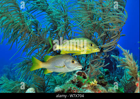 Bluestriped/Wildschweine Grunzen (Haemulon sciurus) und Schulmeister/Dogtooth Schnapper (Lutjanus apodus) vor einem Meer Stange/Gorgonien (Plexaura/Eunicea), San Salvador Island/Colombus Island, Bahamas. Karibik. Stockfoto