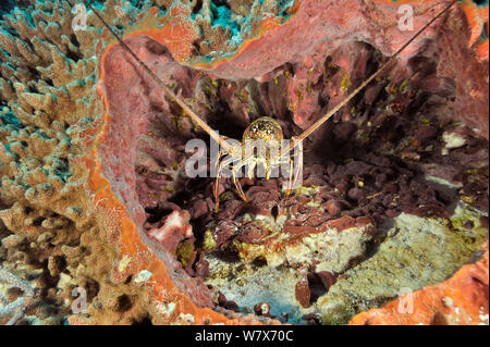 Karibik rote Languste (Panulirus argus) in ein riesiges Fass Schwamm (Xestospongia muta), San Salvador Island/Colombus Island, Bahamas. Karibik. Stockfoto