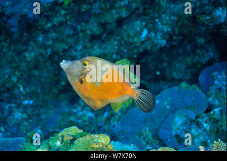 Amerikanische whitespotted filefish (Cantherhines macrocerus) in orange Phase, San Salvador Island/Colombus Island, Bahamas. Karibik. Stockfoto