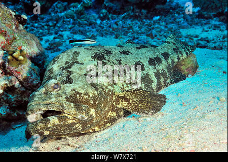 Braun-marmorierter Zackenbarsch (Epinephelus fuscoguttatus) Festlegung auf sandigen Meeresboden, während von ein bluestreak Cleaner wrasse (Labroides dimidiatus) Sudan gereinigt. Das rote Meer. Stockfoto