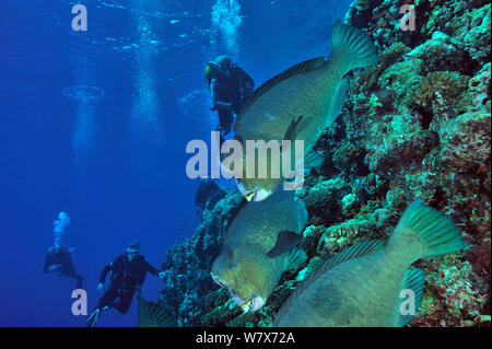 Gruppe von Humphead Papageienfische (Bolbometopon muricatum) Schwimmen durch Korallenriff mit Taucher im Hintergrund, Sudan. Das rote Meer. Juni 2013. Stockfoto