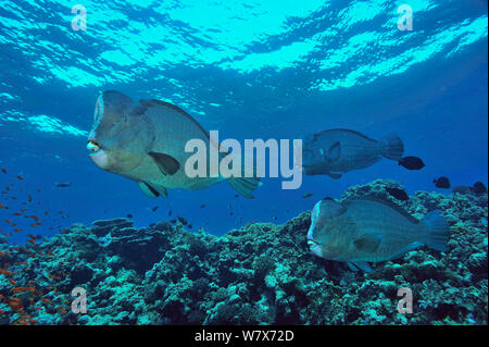 Gruppe von Humphead Papageienfische (Bolbometopon muricatum) schwimmen oben Coral Reef, Sudan. Das rote Meer. Stockfoto