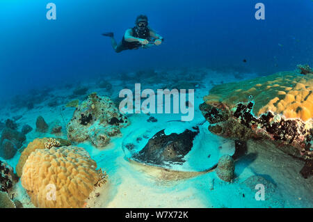 Taucher schwimmen oben Blackspotted Stingray (Taeniura meyeni) Malediven. Indischen Ozean. April 2013. Stockfoto