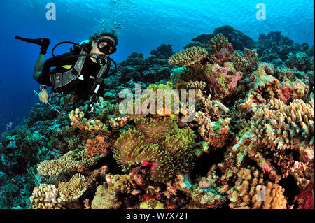 Taucher auf einem Riff mit Hartkorallen (porites) und Tischkorallen (acropora) und herrliche Seeanemone (Heteractis magnifica) mit Malediven anemonenfischen (Amphiprion nigripes) Malediven. Indischen Ozean. März 2013. Stockfoto