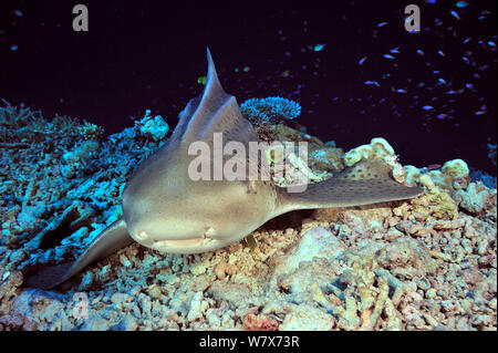 Zebra/Leopard shark (Stegostoma varium) ruht auf Meer, Malediven. Indischen Ozean. Stockfoto