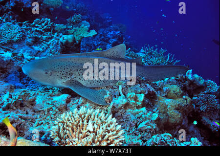 Zebra/Leopard shark (Stegostoma varium) ruht auf Meer, Malediven. Indischen Ozean. Stockfoto