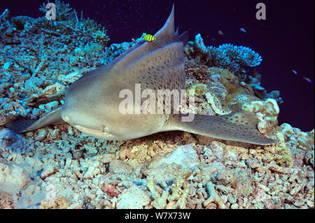 Zebra/Leopard shark (Stegostoma varium) ruht auf Meer, Malediven. Indischen Ozean. Stockfoto