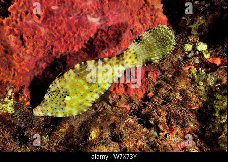 Scribbled/Scrawled Filefish (Aluterus skriptingunterbrechung) Nachts, Guadeloupe Insel, Mexiko. Karibik. Stockfoto