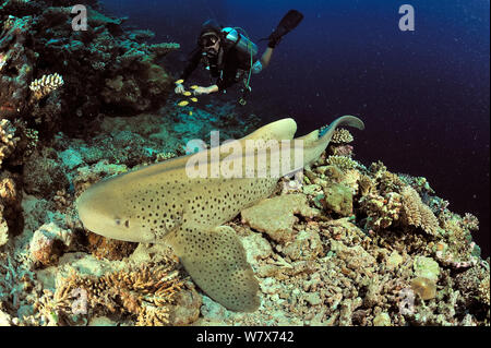 Weibliche Taucher über Zebra/Leopard shark (Stegostoma varium) ruht auf Meer, Malediven. Indischen Ozean. März 2013. Stockfoto