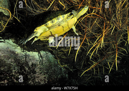 Mesoamerikanischen Schieberegler (TRACHEMYS SCRIPTA venusta) versteckt sich in die Pflanzen an der Oberfläche der Cenote, Auto waschen Cenote Aktun Ha/, Mexiko. Halbinsel Yucatan. Stockfoto