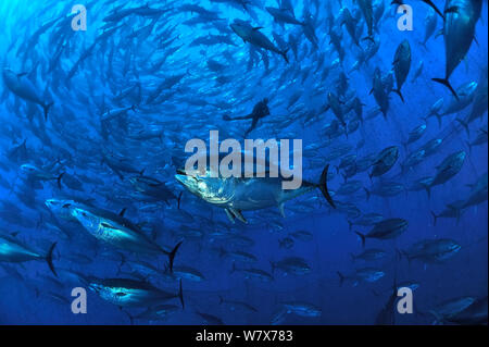 Atlantische Blauflossenthun (Thunnus Thynnus) in Thun Farm, mit rund 1000 pro Netz. St. Pauls Bay, Malta. Mittelmeer. Stockfoto