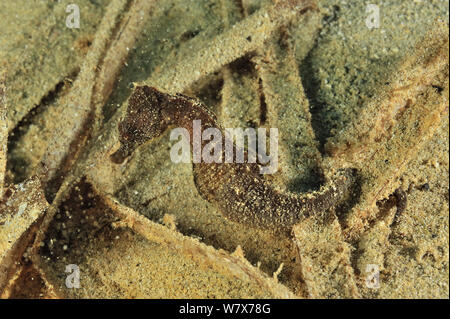 Schwarze kurze-snouted Seepferdchen (Hippocampus Hippocampus) am Meer, Insel Gozo, Malta. Mittelmeer. Stockfoto