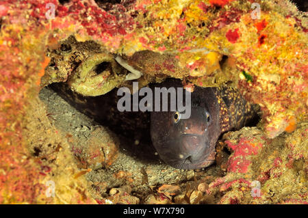 Mediterrane Moray (muraena Helena) in seiner Burrow, Insel Gozo, Malta. Mittelmeer. Stockfoto