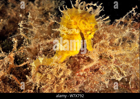 Gelbe long-snouted Seahorse (Hippocampus ramulosus/guttulatus), Insel Gozo, Malta. Mittelmeer. Stockfoto