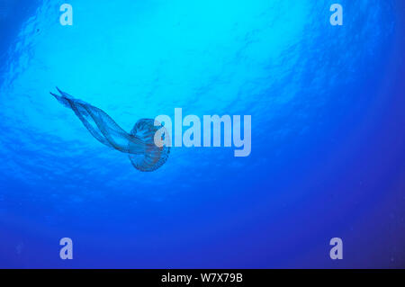 Leuchtende Qualle/mauve Stinger (Pelagia noctiluca) im offenen Wasser, Insel Gozo, Malta. Mittelmeer. Stockfoto